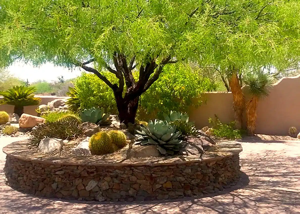 tree in memorial garden